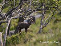 images/chamois/chamois-15-juin-2013-05 copie.jpg